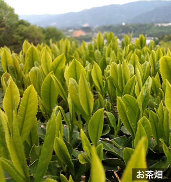 お茶畑