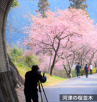 河津の桜並木