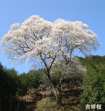吉祥桜