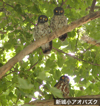 新城小アオバズク