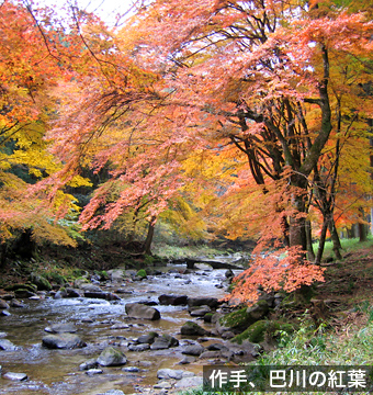 作手、巴川の紅葉