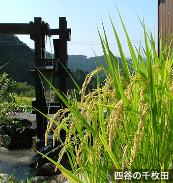 四谷の千枚田